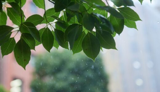 雨の日でも足元さらり。3コインズの撥水靴下を履いてみた